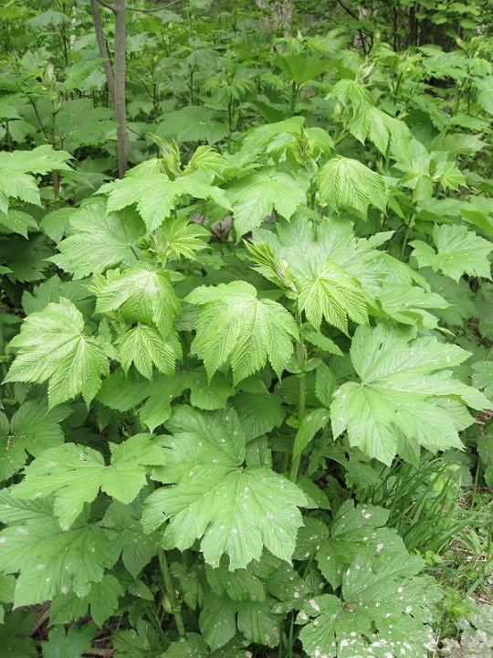 Image of Filipendula camtschatica specimen.