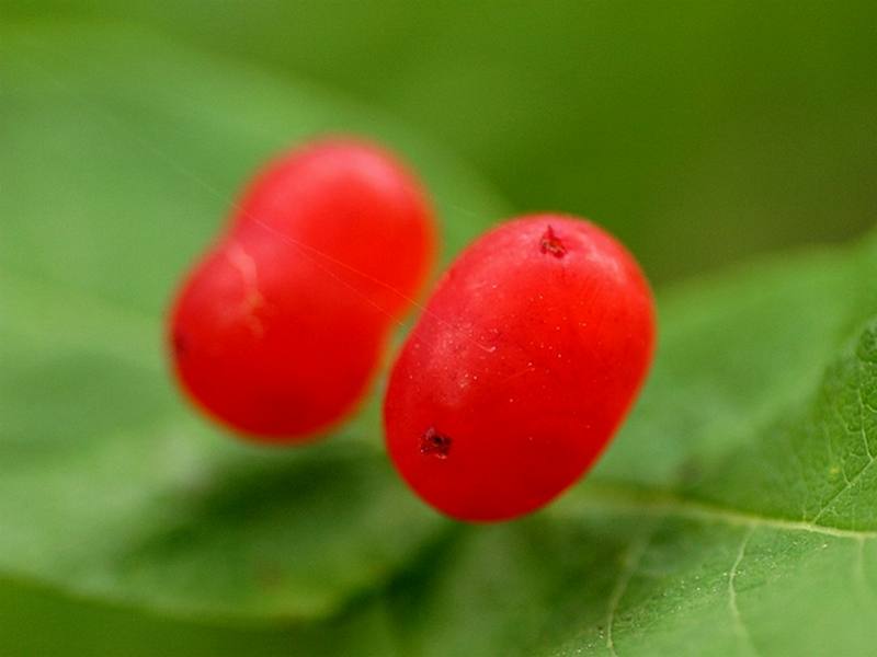 Изображение особи Lonicera chamissoi.