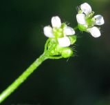Capsella bursa-pastoris
