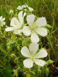 Geranium pratense