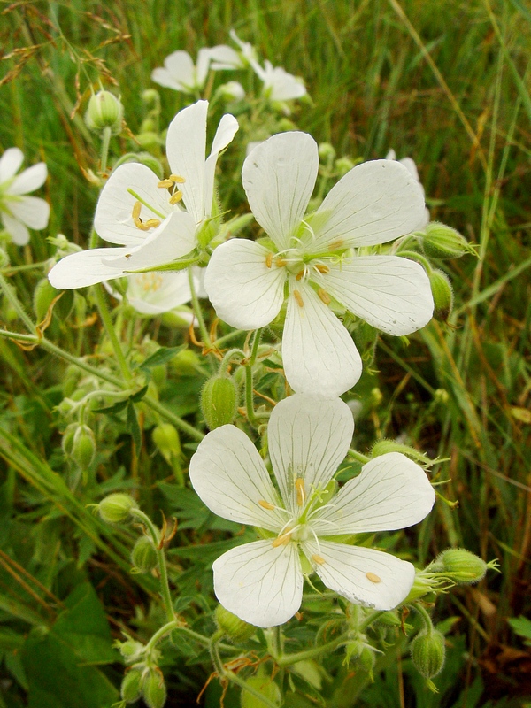 Image of Geranium pratense specimen.