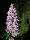 Dactylorhiza fuchsii. Соцветие. Московская обл., Одинцовский р-н, окр. г. Кубинка, окр. водохранилища Трасна, смешанный лес. 23.06.2009.