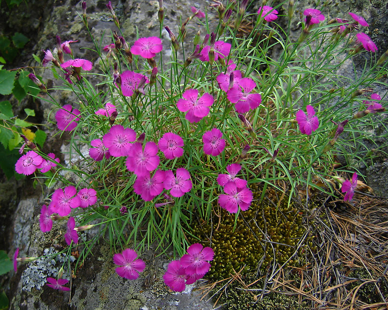 Изображение особи Dianthus versicolor.