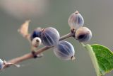 Lonicera nummulariifolia