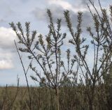 Hippophae rhamnoides. Ветви с акротонными боковыми побегами. Хакасия, окр. с. Аршаново, степь на песках. 24.05.2015.