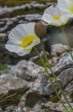 Papaver подвид udocanicum