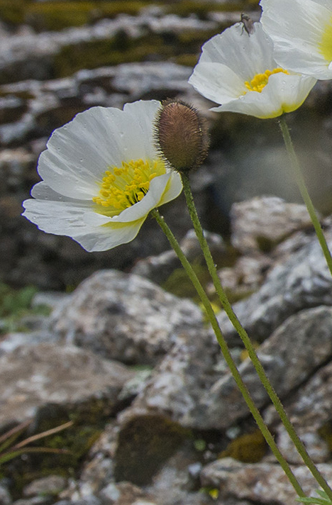 Изображение особи Papaver pseudocanescens ssp. udocanicum.