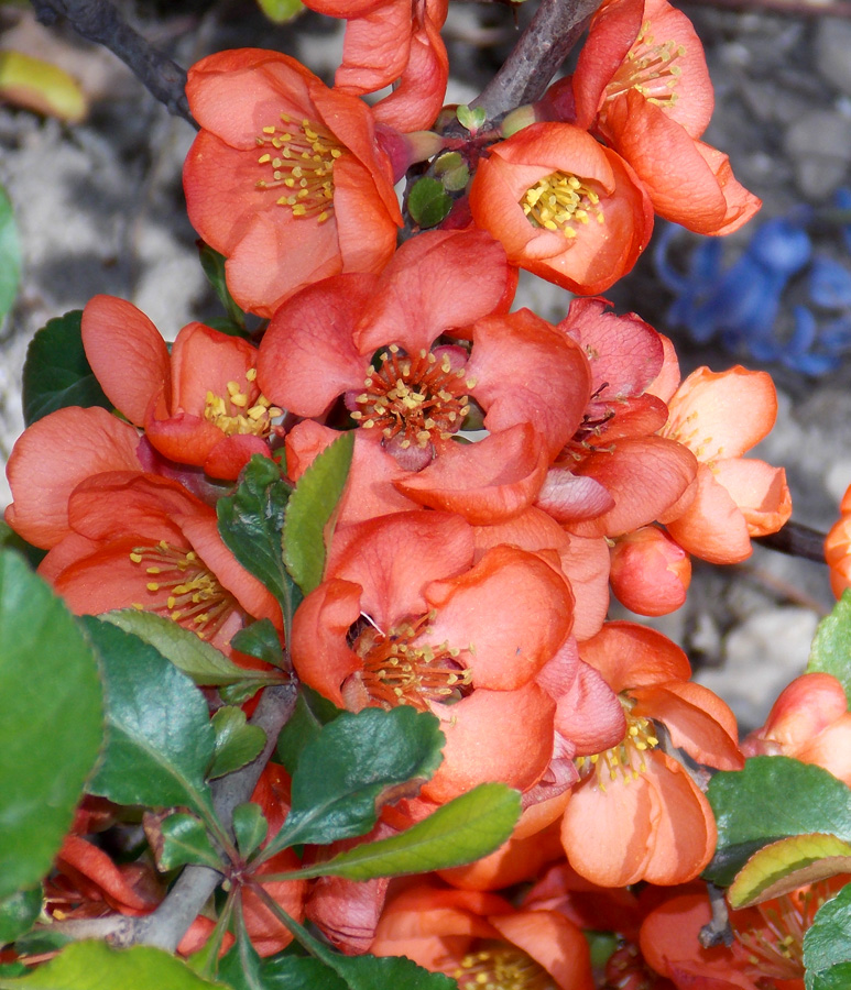 Image of Chaenomeles japonica specimen.