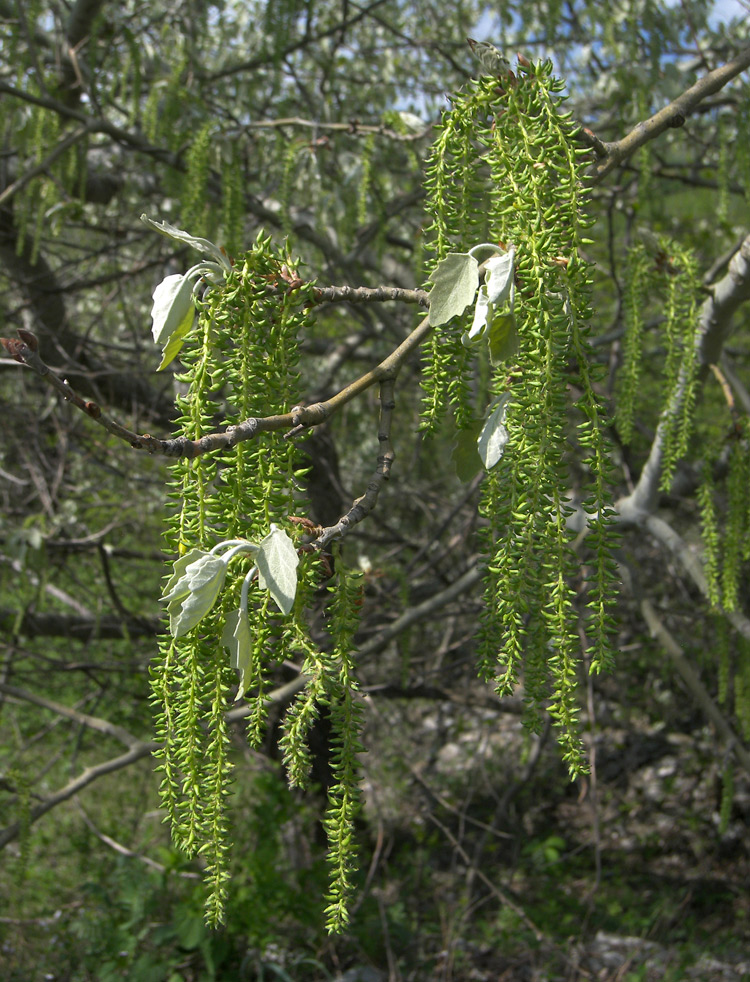 Изображение особи Populus alba.