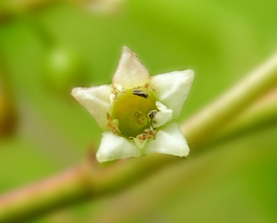 Image of Frangula alnus specimen.