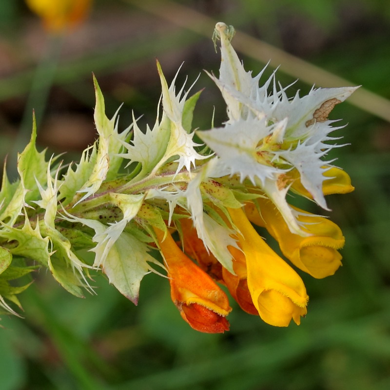 Изображение особи Melampyrum nemorosum.