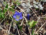 Gentiana grandiflora
