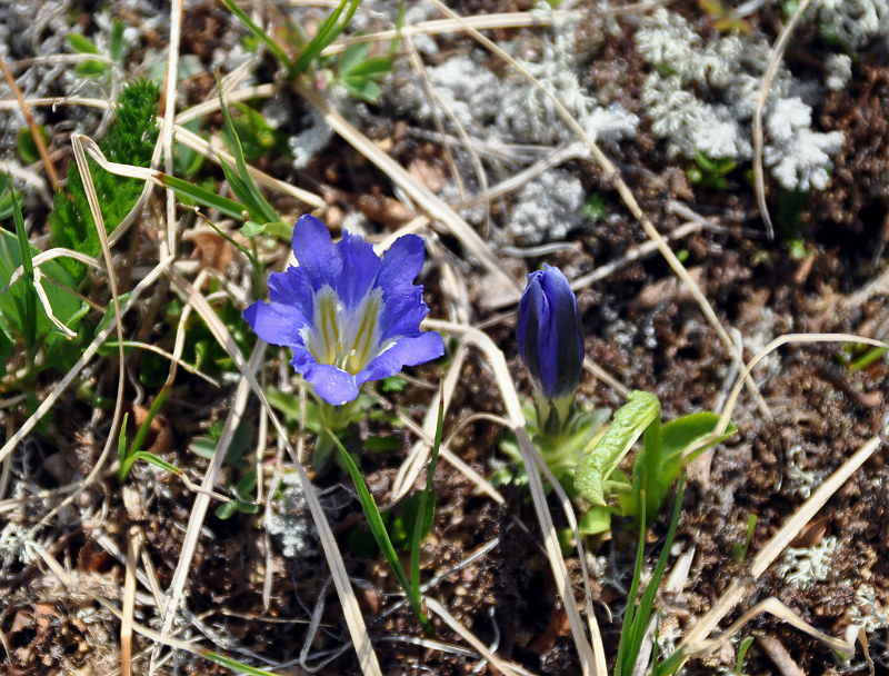 Изображение особи Gentiana grandiflora.