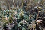 род Oxytropis