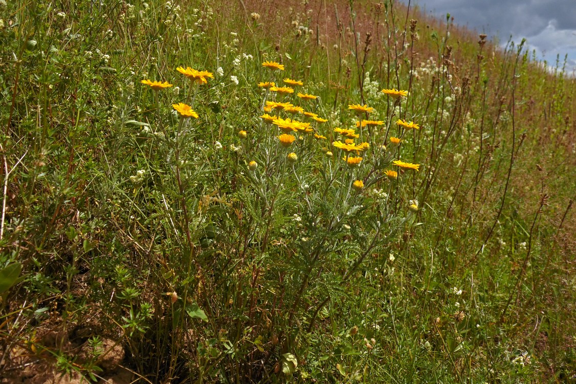 Image of Anthemis tinctoria specimen.