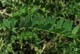 Astragalus cicer