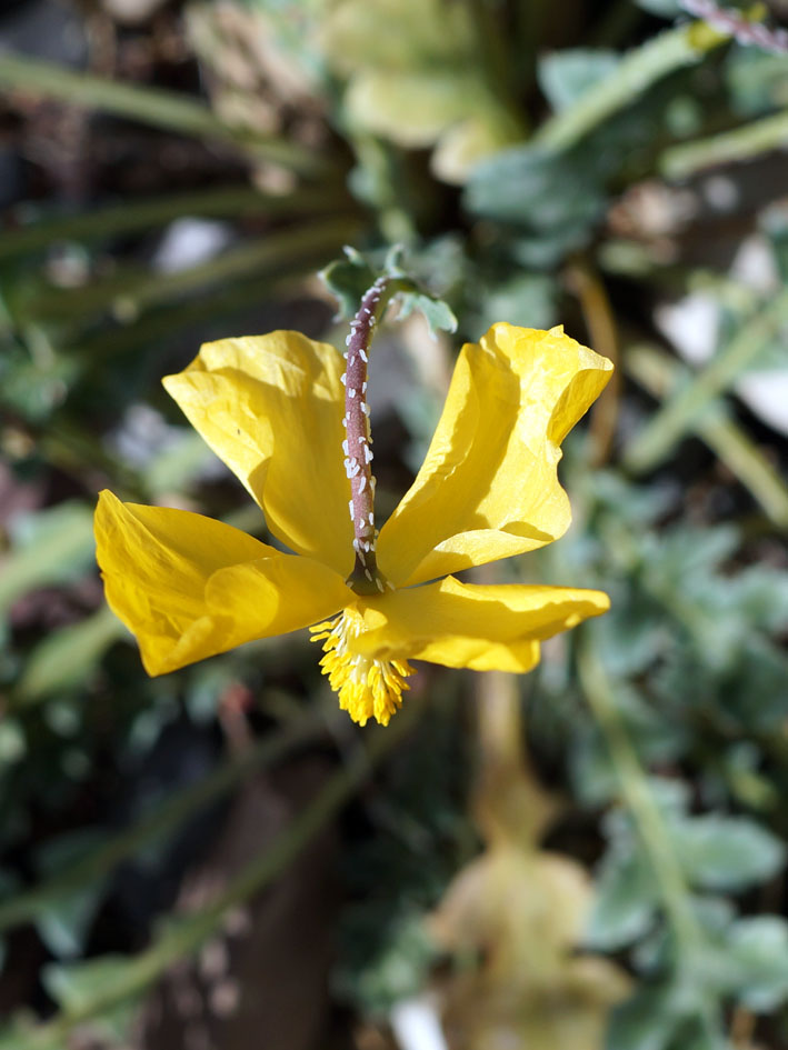 Изображение особи Glaucium squamigerum.