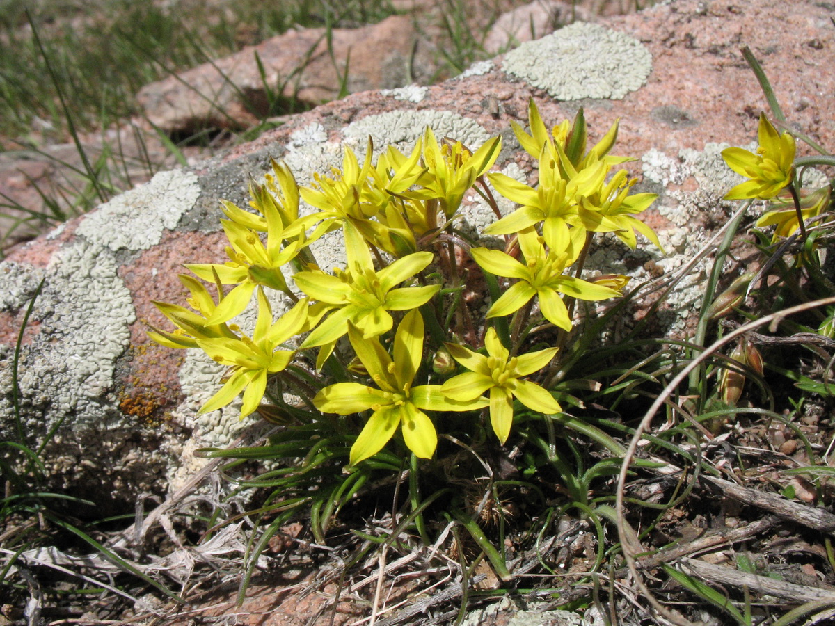 Image of genus Gagea specimen.