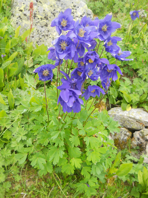 Image of Aquilegia glandulosa specimen.