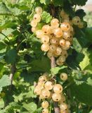 Ribes rubrum