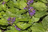 Prunella vulgaris