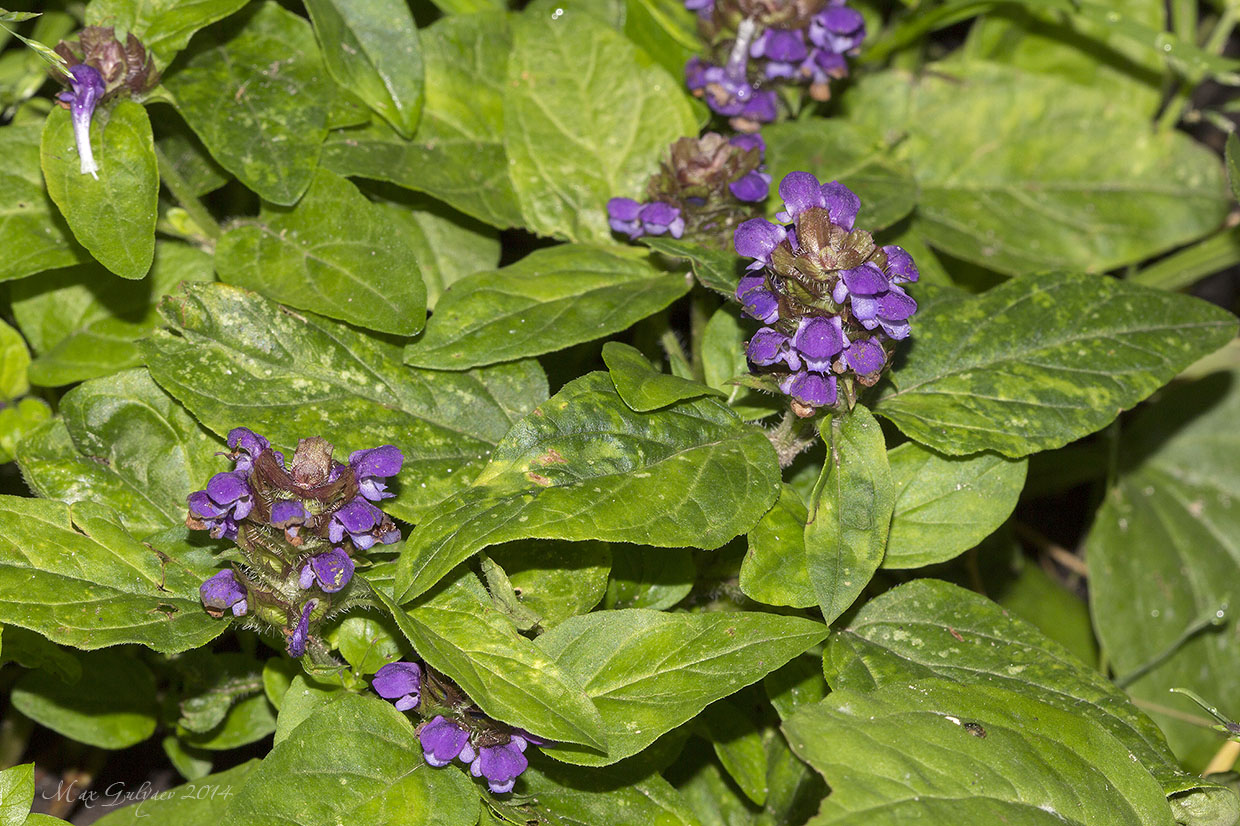 Изображение особи Prunella vulgaris.