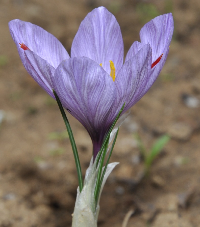 Изображение особи Crocus sativus.