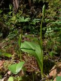 Platanthera bifolia. Растения с развивающимися цветоносными побегами. Свердловская обл., окр. г. Североуральск, травяно-моховой сосняк с елью на известняках. 12.06.2007.