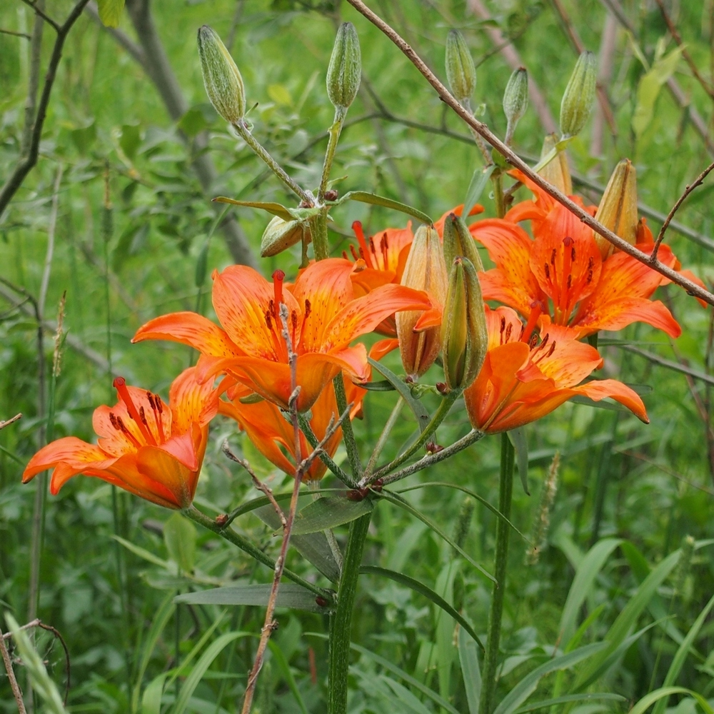 Image of Lilium bulbiferum specimen.