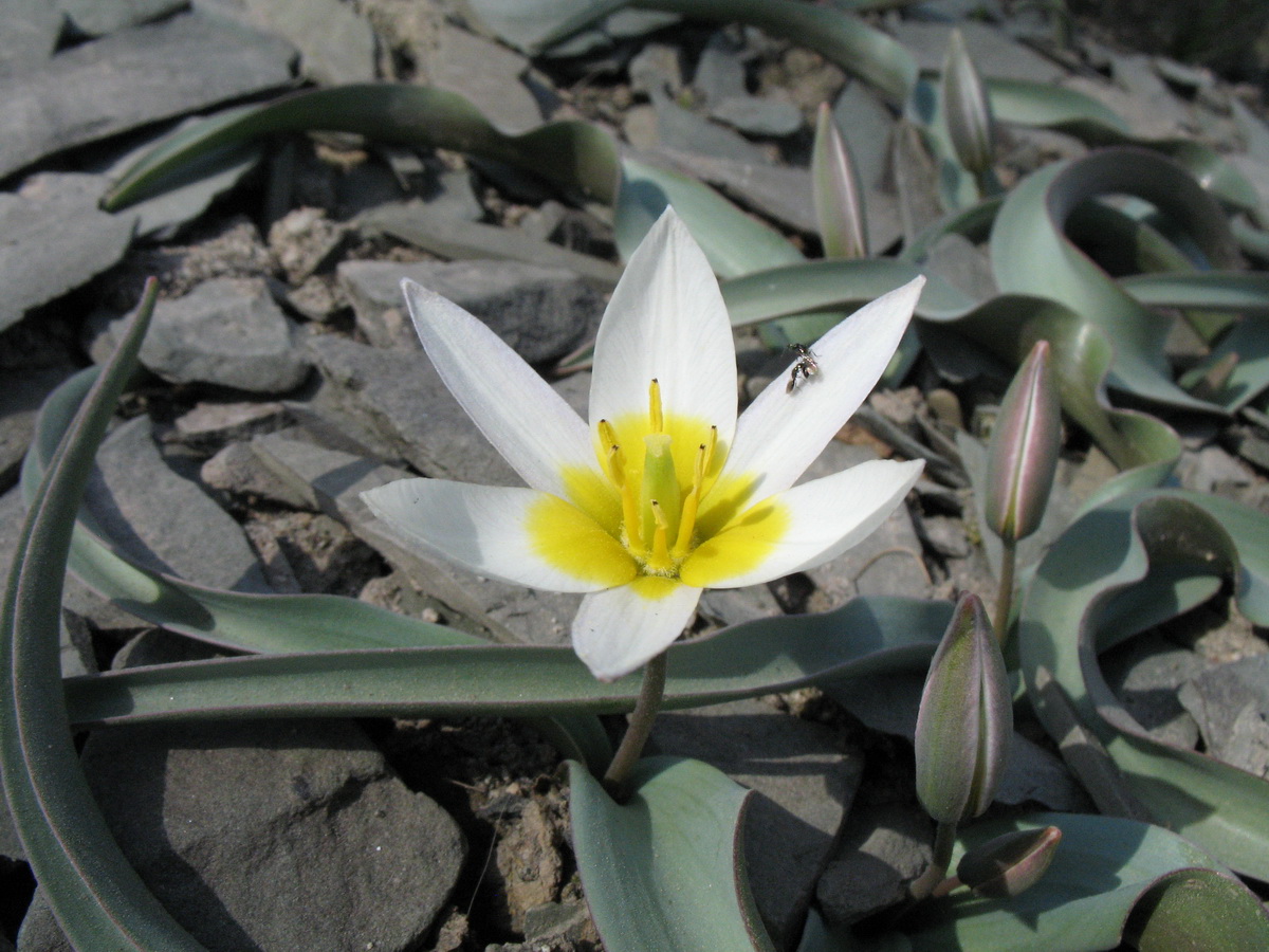 Image of Tulipa orthopoda specimen.