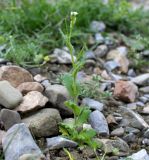 Arabis montbretiana