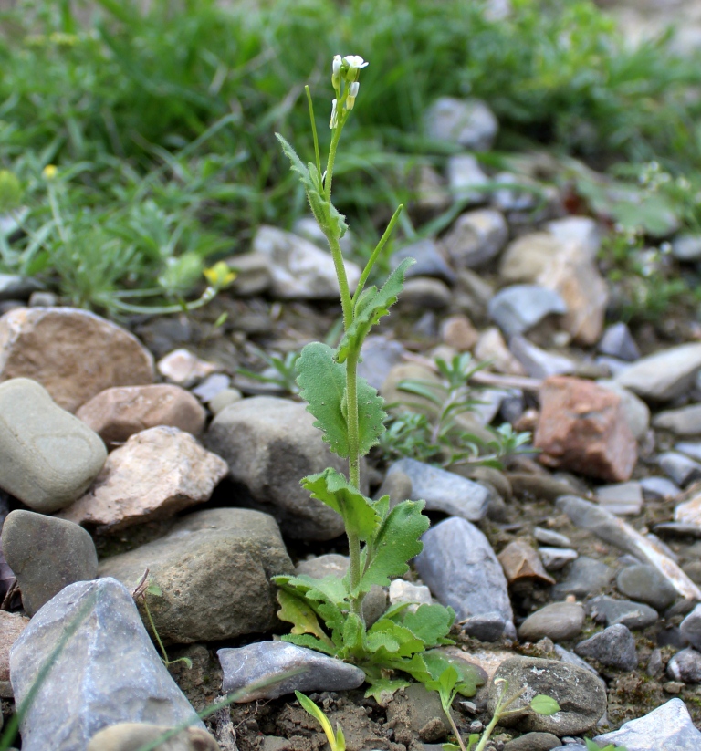 Image of Arabis montbretiana specimen.