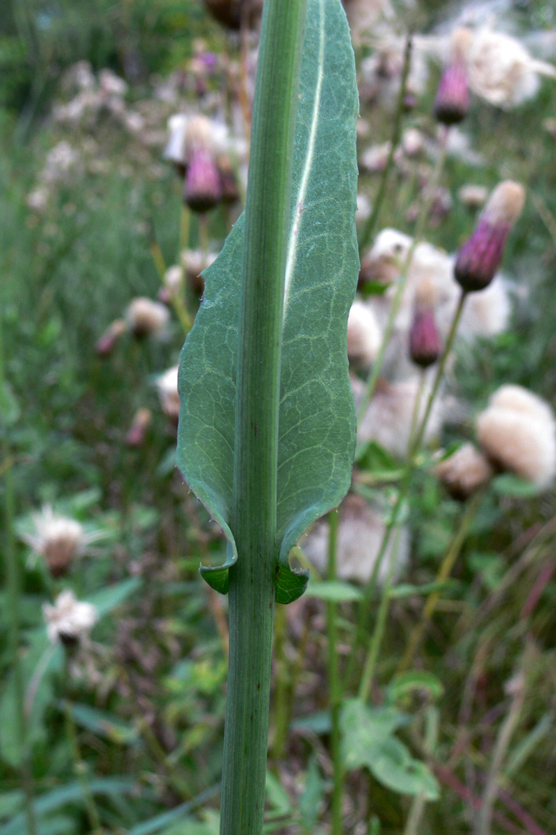 Изображение особи Sonchus arvensis ssp. uliginosus.
