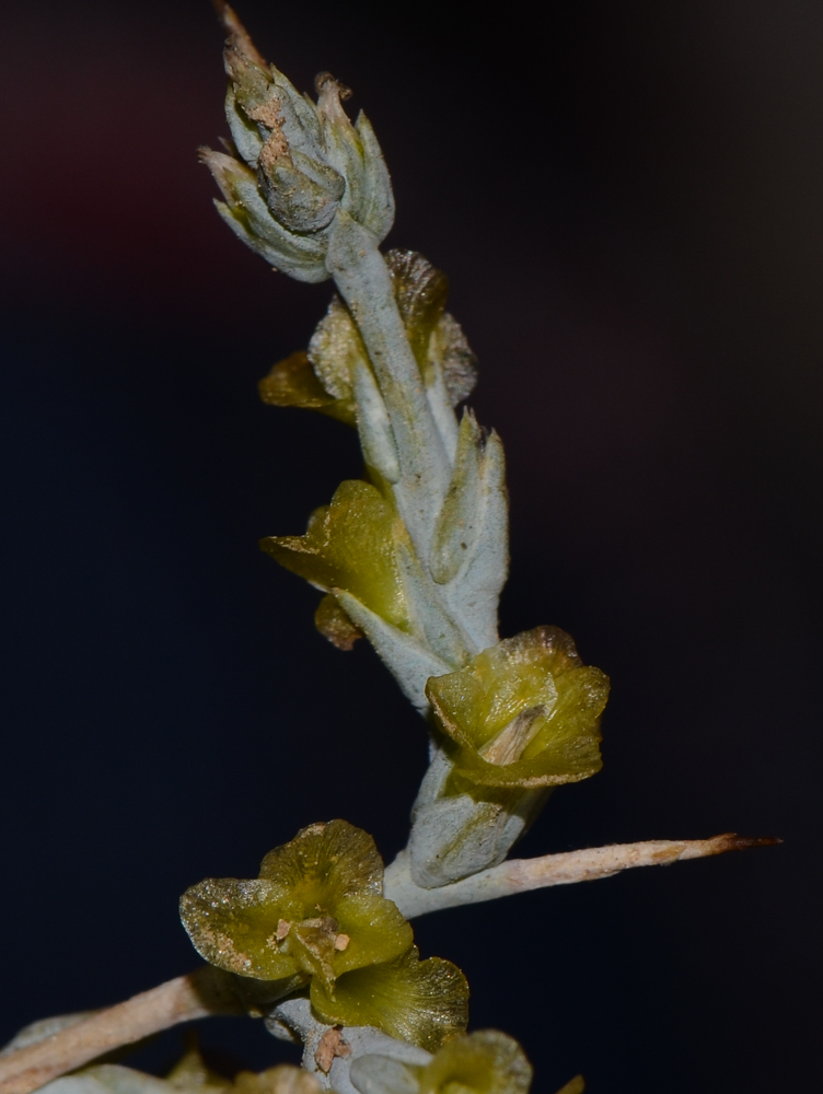 Изображение особи Noaea mucronata.