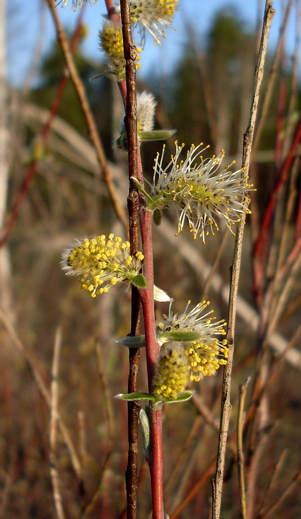 Изображение особи Salix rosmarinifolia.