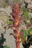 Orobanche grenieri