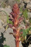 Orobanche grenieri. Соцветие. Южный Берег Крыма, окр. пгт Симеиз, гора Кошка. 28.04.2016.