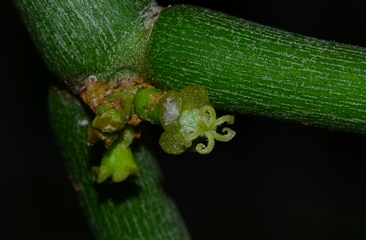 Изображение особи Euphorbia tirucalli.