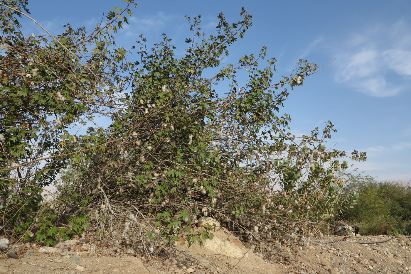 Image of genus Gossypium specimen.