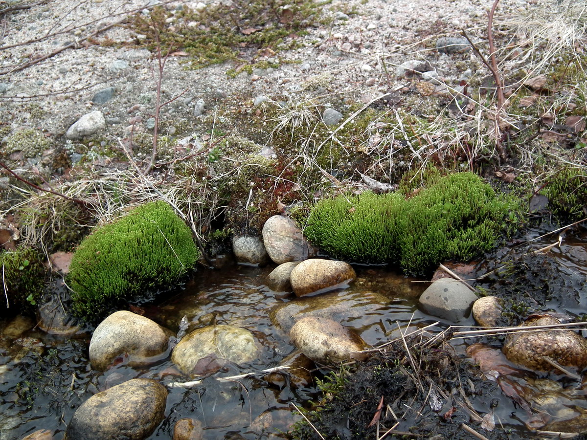 Изображение особи отдел Bryophyta.