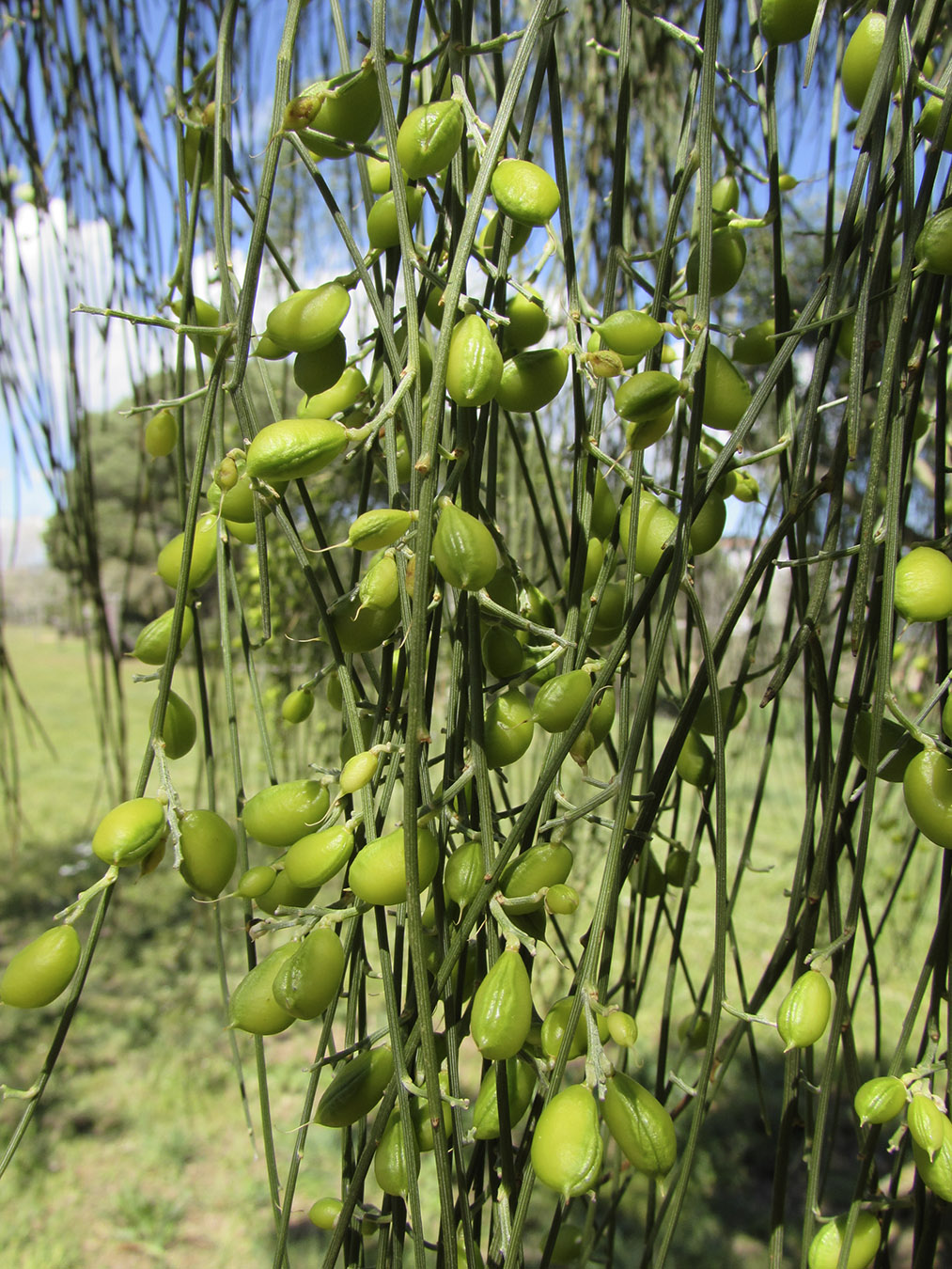 Изображение особи Retama monosperma.