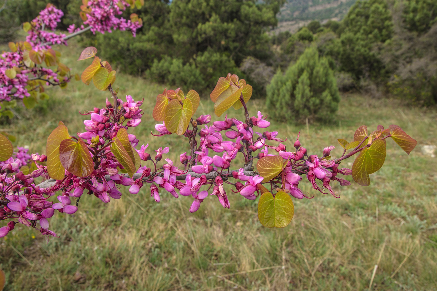 Изображение особи Cercis siliquastrum.