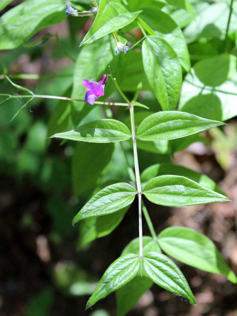 Изображение особи Lathyrus vernus.