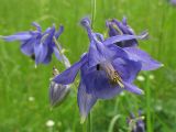 Aquilegia vulgaris. Цветки. ФРГ, Тюрингия, окрестности Йены, травянистый склон. 26 мая 2007 г.