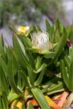 Carpobrotus edulis. Верхушка побега с цветком. Греция, о. Крит, Ретимно (Ρέθυμνο), подножие крепости Фортецца. 29.04.2014.