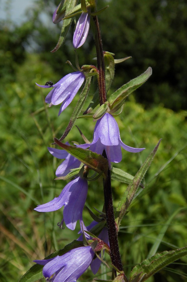 Image of Campanula rapunculoides specimen.