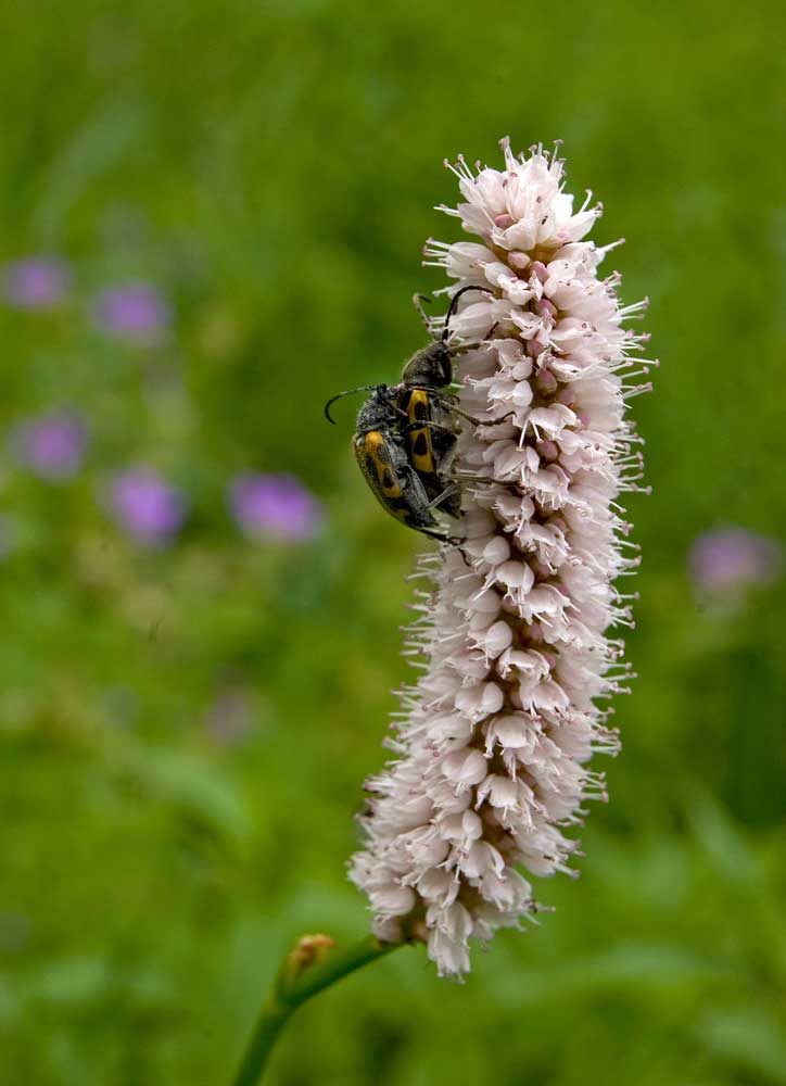 Изображение особи Bistorta officinalis.