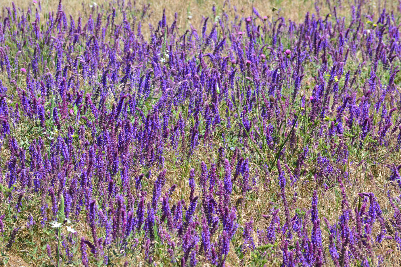 Image of Salvia tesquicola specimen.