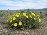 Helianthemum songaricum