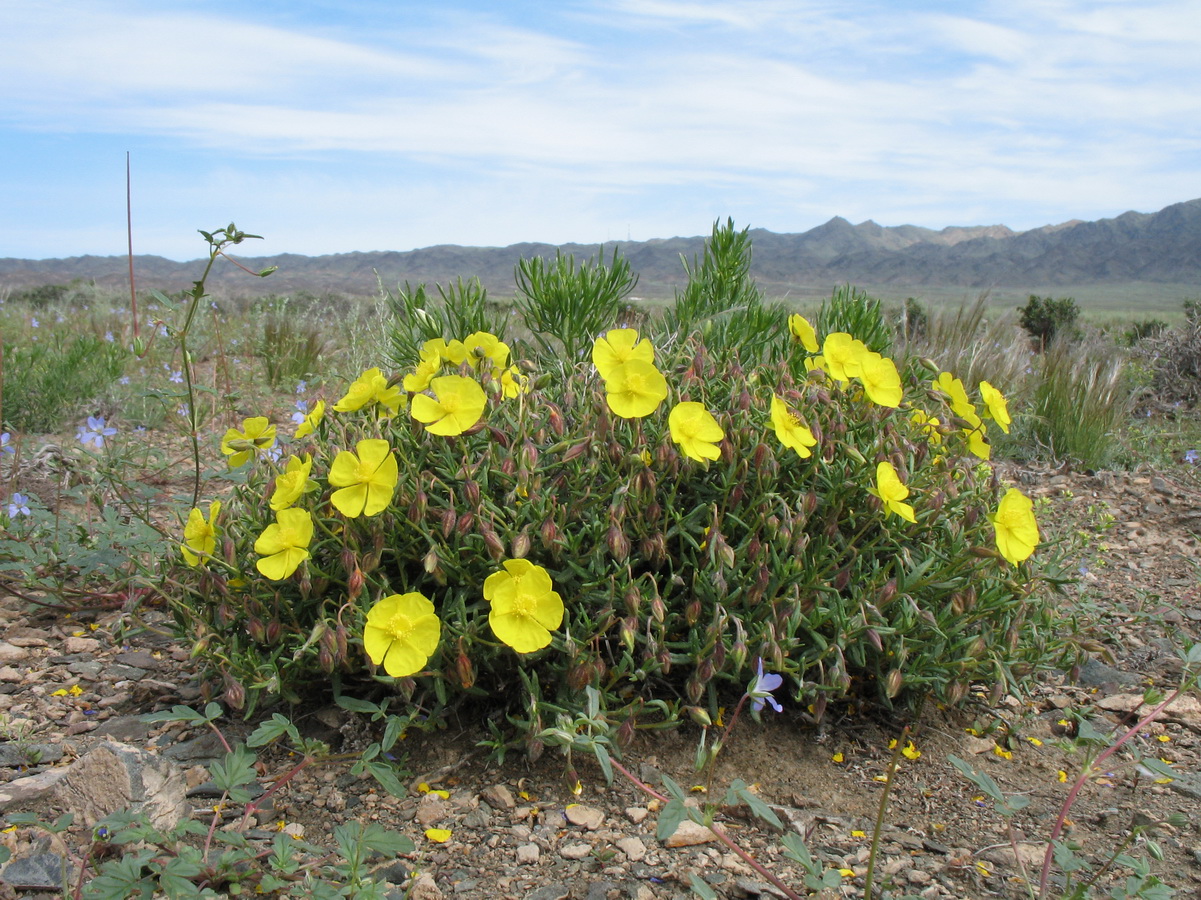 Image of Helianthemum songaricum specimen.